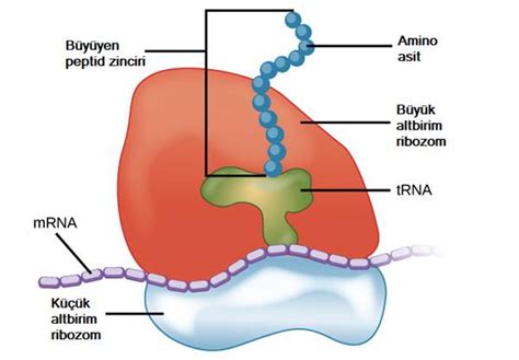 ribozom özellikleri ve görevleri
